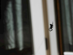 门缝中露出的猫咪脑袋