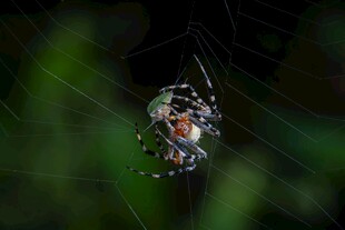 蛛网中的彩色蜘蛛