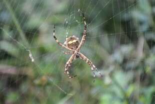 蜘蛛悬于蛛网中