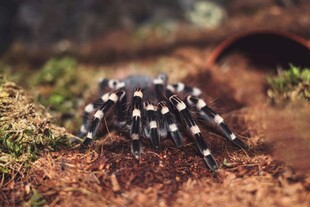 黑底白点蜘蛛特写