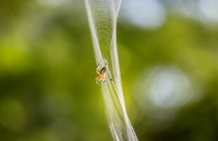悬于细丝的小昆虫