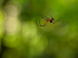 悬于绿间的多彩蜘蛛