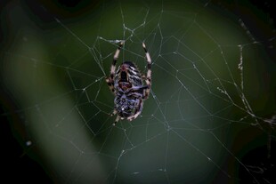蜘蛛盘踞在蛛网中