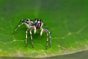 绿叶上的条纹跳蛛