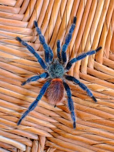 蓝色蜘蛛趴在编织物上