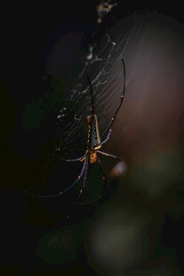 黑暗中悬挂的蜘蛛