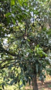 繁茂枝叶的树木景观