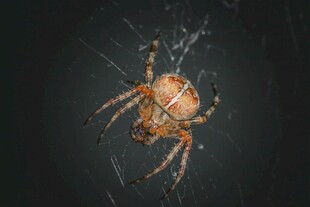 蜘蛛特写织网中的神秘生物