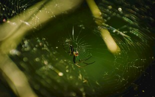 水中绿植上的小昆虫