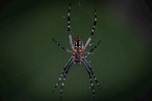 花蜘蛛悬挂于蛛丝之上