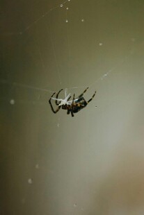 悬于空中的神秘蜘蛛