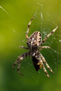 蜘蛛盘踞在蛛网中心