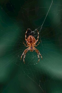 蜘蛛悬于蛛丝上