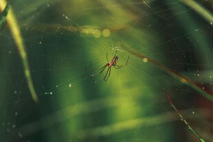 草丛中的小蜘蛛