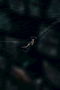 黑暗中织网的蜘蛛