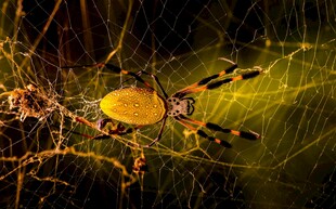 蜘蛛网上的蜘蛛与猎物