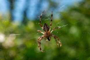 悬于空中的花纹蜘蛛