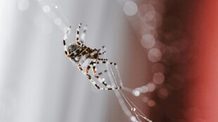 蜘蛛于蛛网上的微距特写