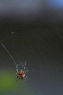 蜘蛛于蛛网中央静待猎物