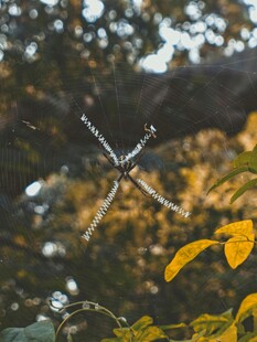 阳光下的蜻蜓与斑斓树叶