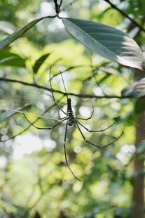 枝叶间的自然景致