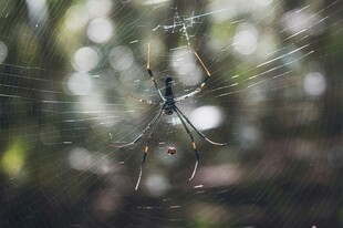 蜘蛛于蛛网捕获猎物