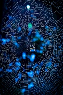 梦幻蓝色蛛网光影世界