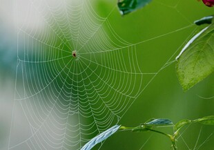 清晨蛛网露珠点缀绿意