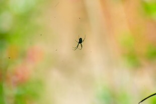 空中飞舞的黑色小昆虫