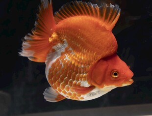 优雅金鱼水中游