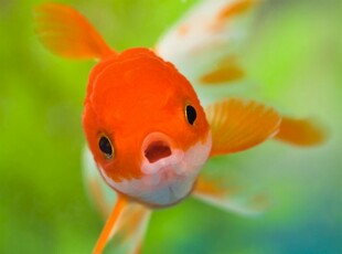 可爱金鱼特写