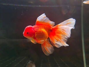 红顶金鱼水中优雅游弋