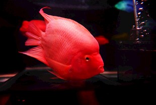 艳丽红鹦鹉鱼水中游