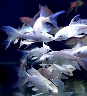 群鱼水中畅游画面