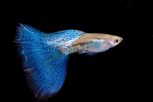 蓝色孔雀鱼特写