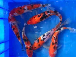 蓝色水池中的艳丽锦鲤