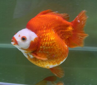 可爱金鱼水中游