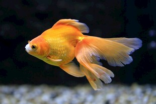 优雅金鱼水中自在游弋