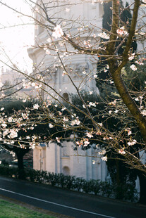 春日繁花盛开的建筑景致