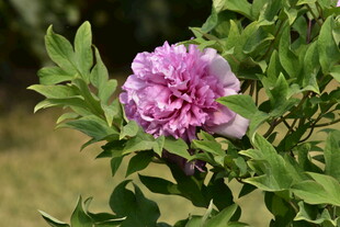 娇艳盛开的粉牡丹花