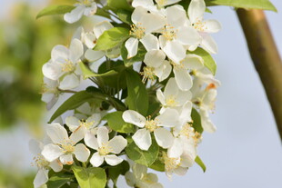 枝头绽放的白色苹果花