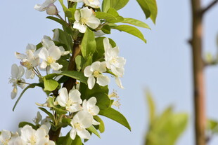 洁白茉莉花枝绽放