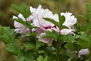 娇艳盛开的白色牡丹花