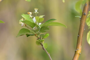 枝头绽放的清新白色小花