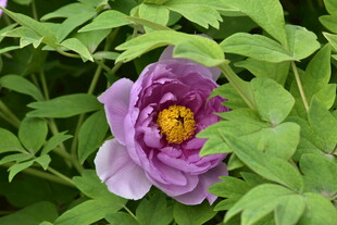 娇艳紫牡丹绽放绿叶间