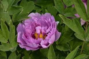 娇艳紫色牡丹花特写