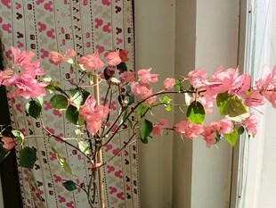 室内盛开的粉色花卉植物