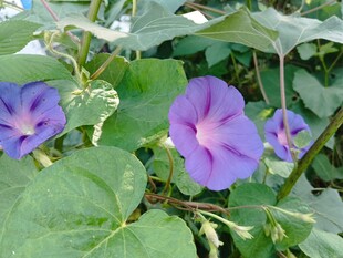 紫色牵牛花绽放绿叶间