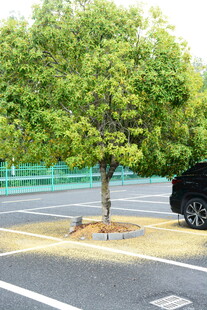 停车场中的一棵绿树