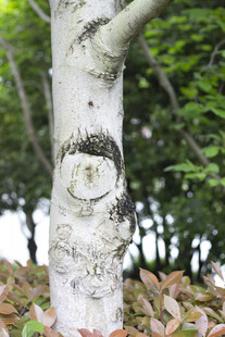 玉兰花环状脱叶痕